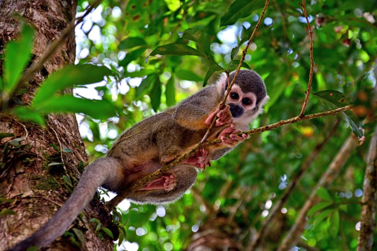 L’équateur : destination voyage, destination café - Café Barista